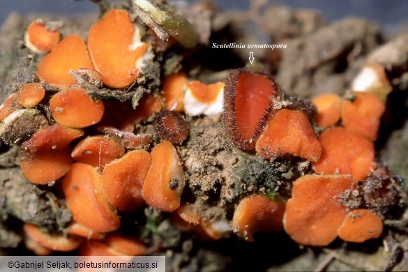 Cheilymenia theleboloides