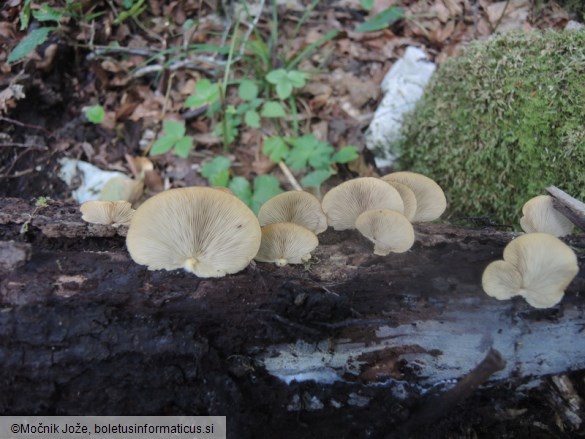 Crepidotus applanatus