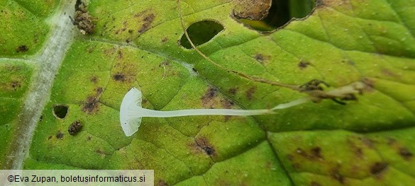 Hemimycena candida