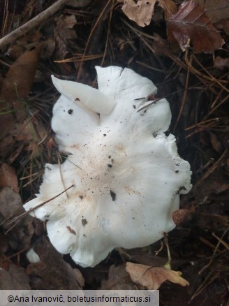 Tricholoma columbetta