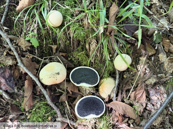 Scleroderma citrinum