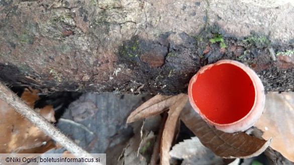 Sarcoscypha coccinea