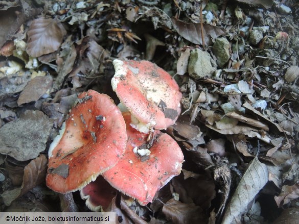 Russula maculata