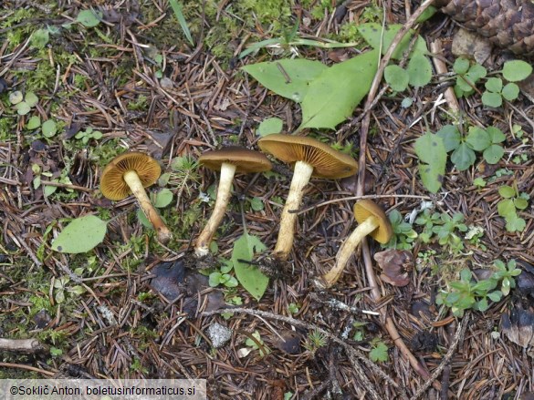 Cortinarius croceus