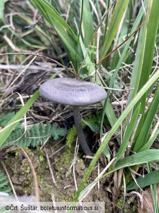 Entoloma caeruleum