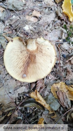 Paxillus involutus