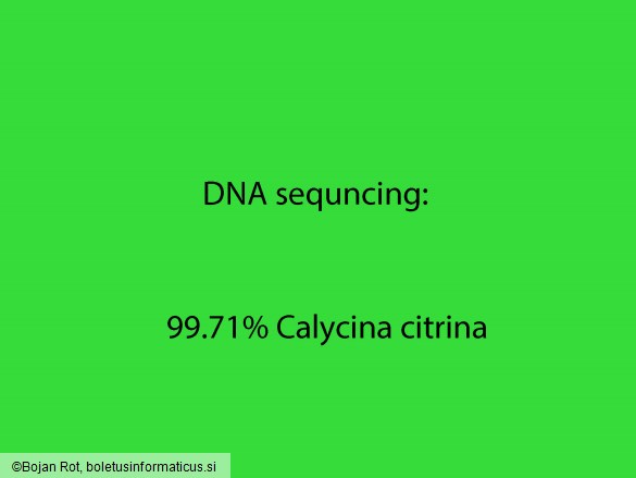 Calycina citrina