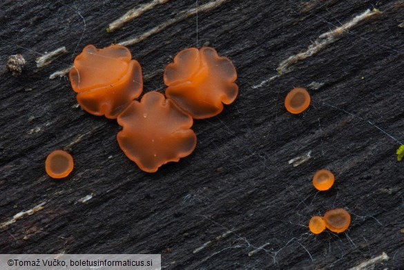 Orbilia aurantiorubra