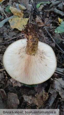 Lactarius turpis