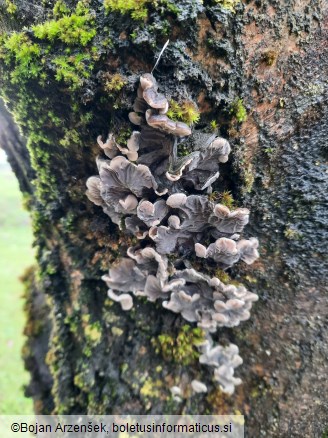 Auricularia mesenterica