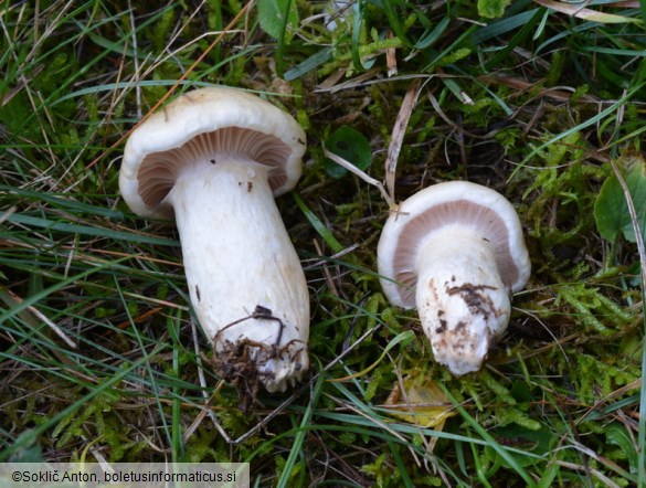 Hygrophorus ligatus