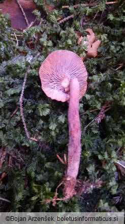 Lactarius camphoratus