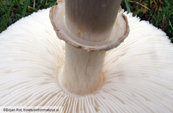 Leucoagaricus leucothites