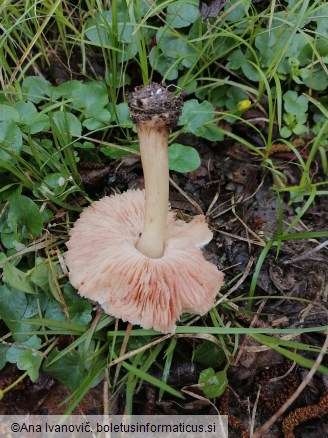 Pluteus cervinus