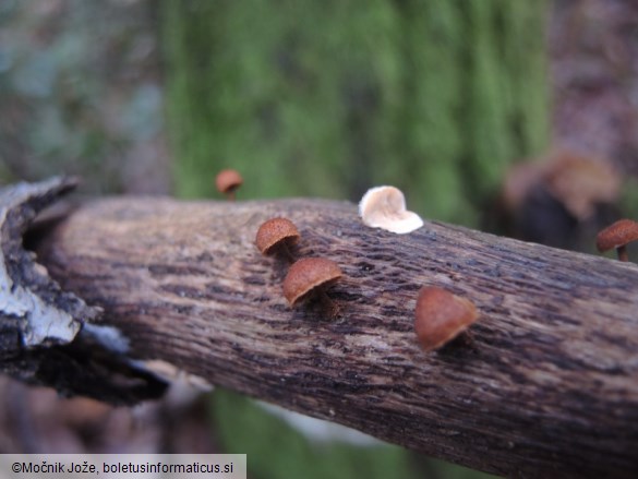 Phaeomarasmius erinaceus