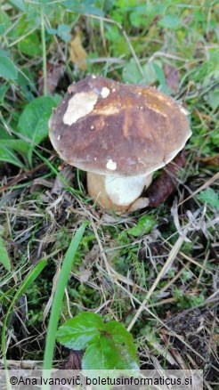 Boletus aereus