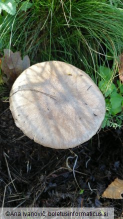 Volvariella gloiocephala