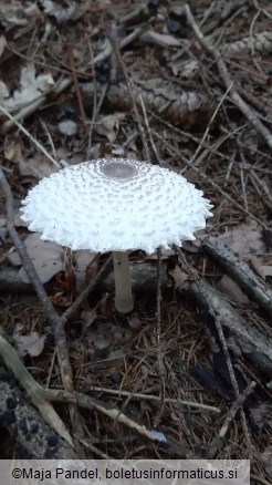 Macrolepiota excoriata