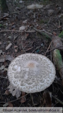 Chlorophyllum olivieri