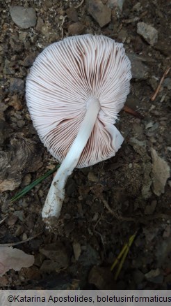 Pluteus inquilinus