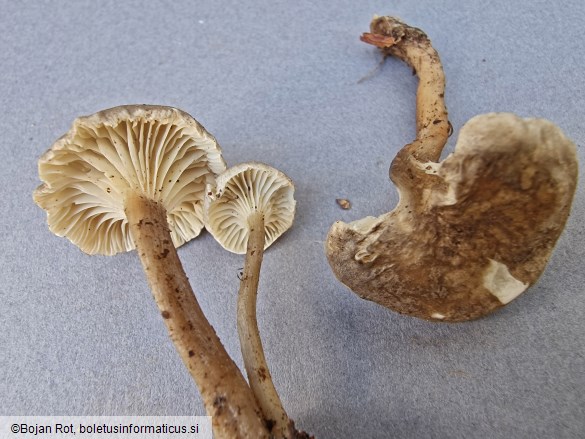 Infundibulicybe trulliformis