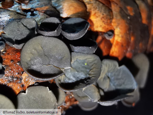 Rutstroemia bulgarioides