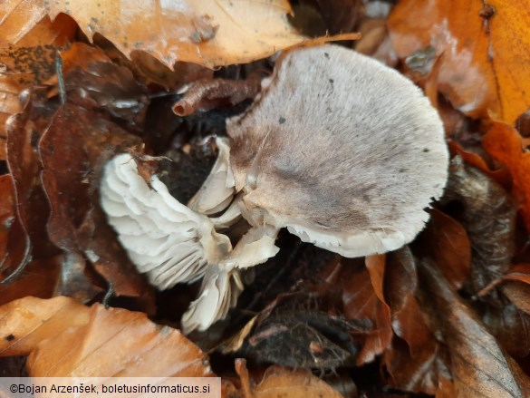 Tricholoma terreum