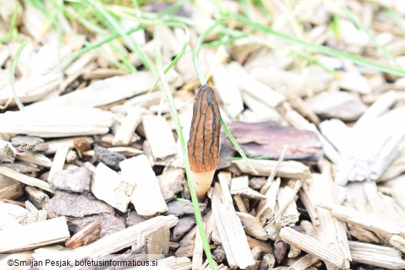 Morchella importuna