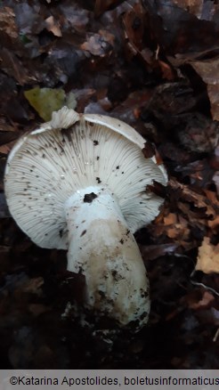 Russula adusta