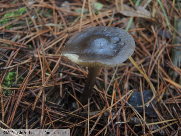 Melanoleuca melaleuca