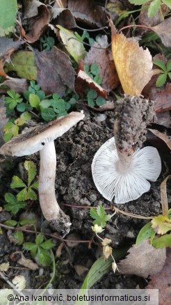 Tricholoma scalpturatum