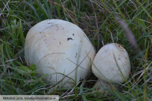 Agaricus arvensis