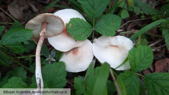 Lepiota cristata