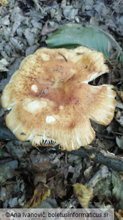 Russula foetens