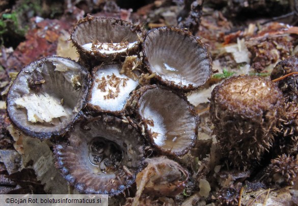 Cyathus striatus