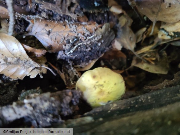 Hypholoma fasciculare var. pusillum