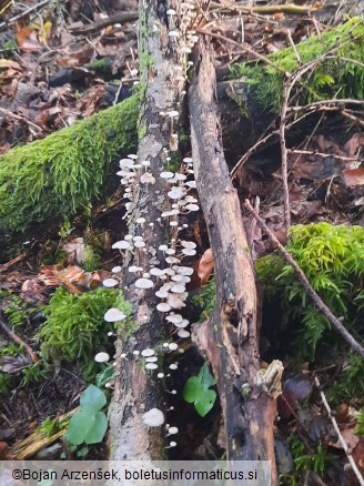 Collybiopsis ramealis