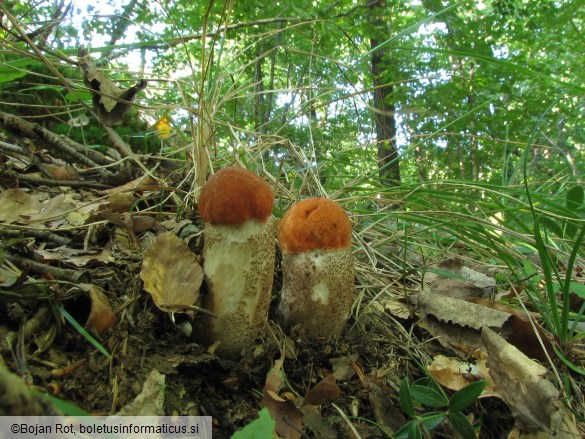 Leccinum aurantiacum