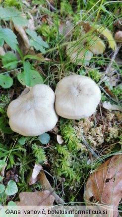 Entoloma rhodopolium