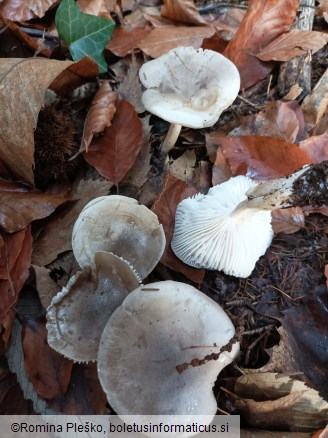 Hygrophorus agathosmus