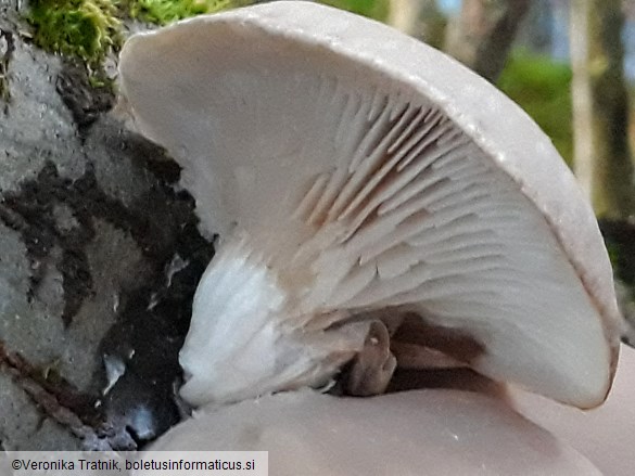 Pleurotus ostreatus