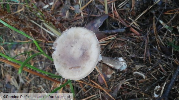 Amanita porphyria