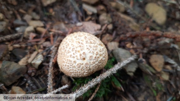 Scleroderma citrinum