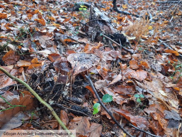 Tricholoma colossus