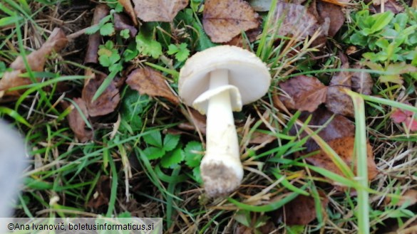 Amanita franchetii