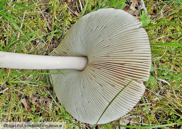 Amanita battarrae