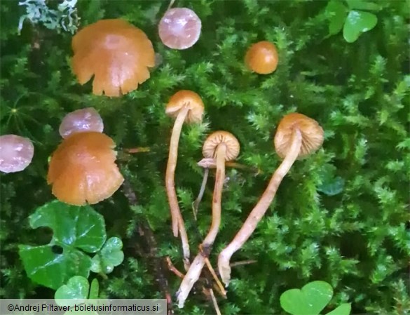 Galerina pumila