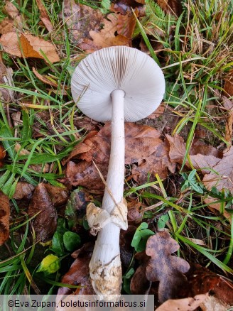 Amanita simulans