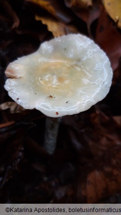 Stropharia caerulea