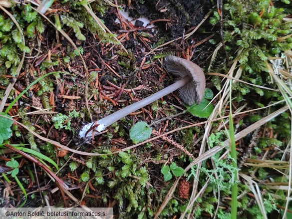 Entoloma caesiocinctum